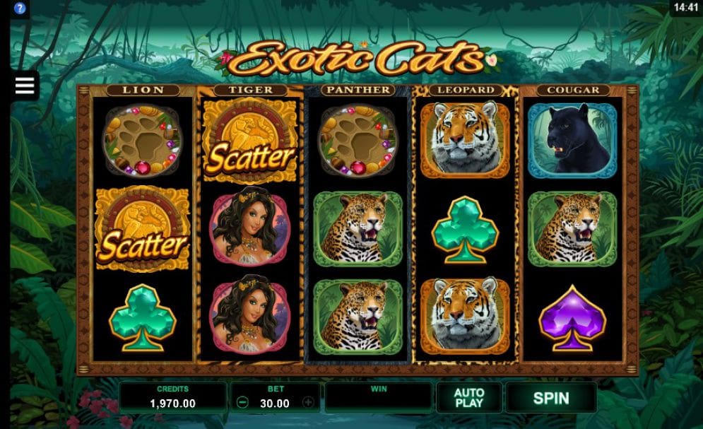 Exotic Cats