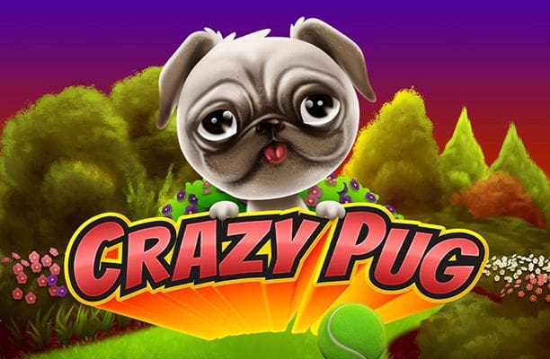 Crazy Pug
